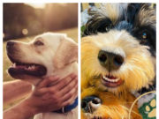 A Closer Look at PuppySpot – Is This the Right Place to Find Your New Puppy?