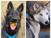 INVIROX: Is This Pet Training Brand Worth Your Money?