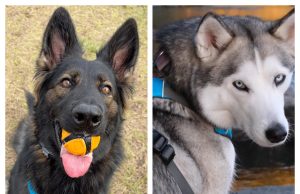 INVIROX: Is This Pet Training Brand Worth Your Money?