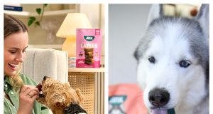 Jinx: Is This Premium Pet Brand Worth Buying on Amazon?