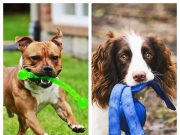 KONG: The Trusted Name in Durable and Engaging Pet Products