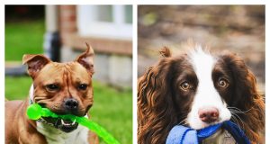 KONG: The Trusted Name in Durable and Engaging Pet Products