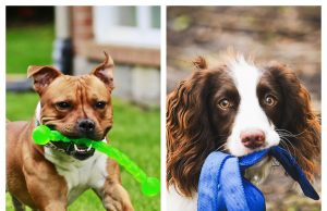 KONG: The Trusted Name in Durable and Engaging Pet Products