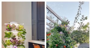 Lettuce Grow: Is This Indoor Gardening Brand Worth It?