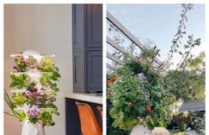 Lettuce Grow: Is This Indoor Gardening Brand Worth It?