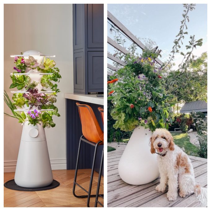 Lettuce Grow: Is This Indoor Gardening Brand Worth It?