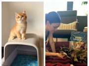 PetSafe: Smart, Reliable, and Innovative Pet Products for Everyday Pet Care