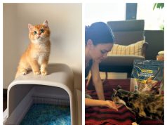 PetSafe: Smart, Reliable, and Innovative Pet Products for Everyday Pet Care