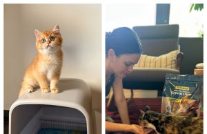 PetSafe: Smart, Reliable, and Innovative Pet Products for Everyday Pet Care