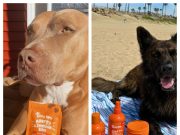 Zesty Paws: Are These Popular Pet Supplements Worth Buying?