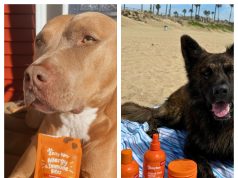 Zesty Paws: Are These Popular Pet Supplements Worth Buying?