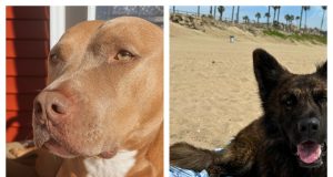 Zesty Paws: Are These Popular Pet Supplements Worth Buying?