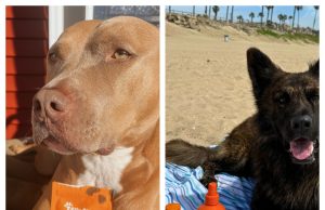 Zesty Paws: Are These Popular Pet Supplements Worth Buying?