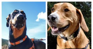 Coastal Pet Review: Trusted Pet Products Designed for Comfort, Safety, and Everyday Adventures