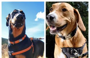 Coastal Pet Review: Trusted Pet Products Designed for Comfort, Safety, and Everyday Adventures
