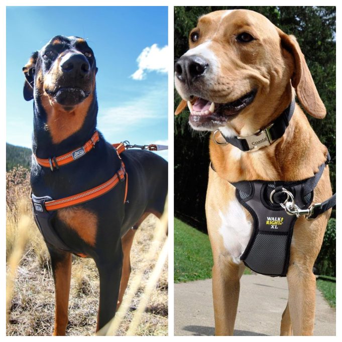 Coastal Pet Review: Trusted Pet Products Designed for Comfort, Safety, and Everyday Adventures