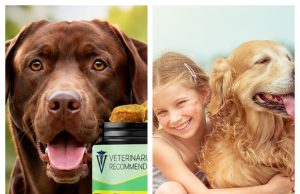Vet Treat Review: Premium Pet Wellness Products Designed to Support Your Companion’s Health