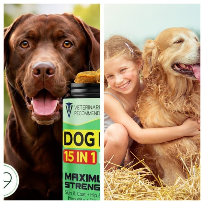 Vet Treat Review: Premium Pet Wellness Products Designed to Support Your Companion’s Health
