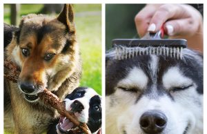CAPSTAR: Is This Pet Care Brand Worth Buying From?