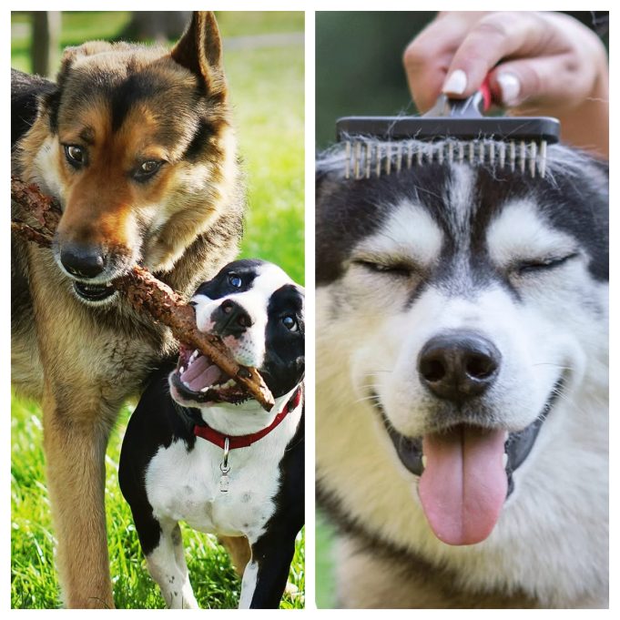 CAPSTAR: Is This Pet Care Brand Worth Buying From?