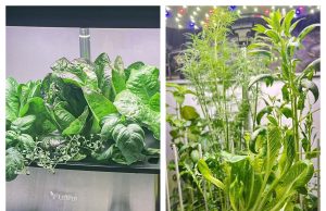 LetPot: Is This Smart Gardening Brand Worth Buying From?