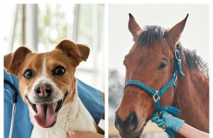 PRN Pharmacal: Is This Veterinary Health Brand Worth Buying From?