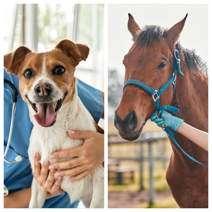 PRN Pharmacal: Is This Veterinary Health Brand Worth Buying From?