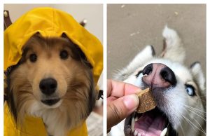 Rocco & Roxie Supply: Is This Pet Care Brand Worth Buying From?