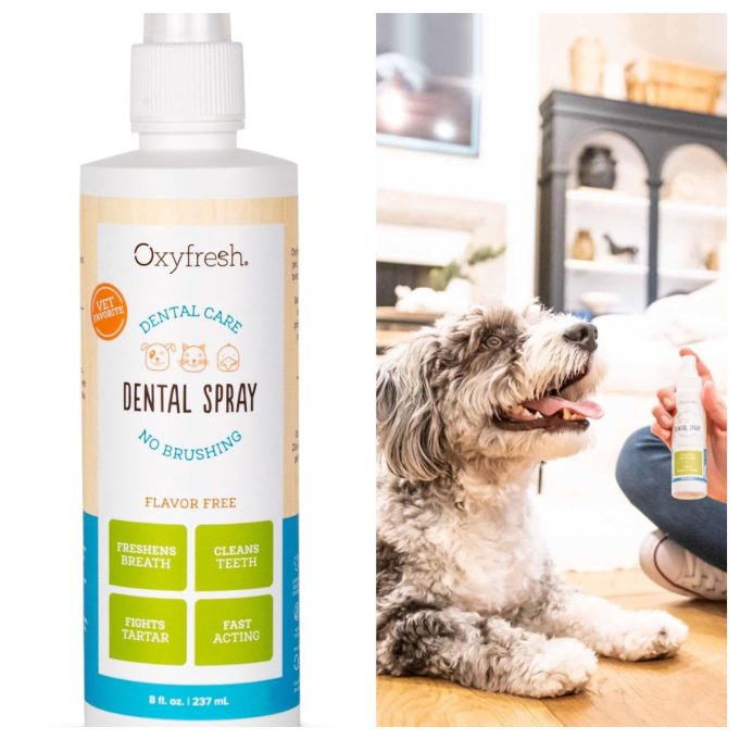 Oxyfresh Review: Premium Oral Care and Pet Wellness Products Designed for Everyday Health