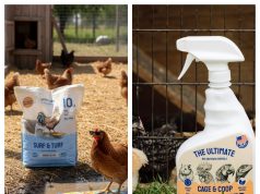 Hatortempt: Is This Backyard Chicken Nutrition Brand Worth Buying From?