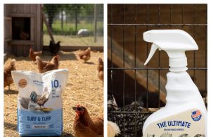 Hatortempt: Is This Backyard Chicken Nutrition Brand Worth Buying From?