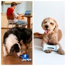 Cheerble: Is This Smart Pet Toy and Pumpless Fountain Brand Worth Buying From?