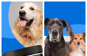 Avid Paws Review: Thoughtful Pet Essentials for Happier Everyday Companionship