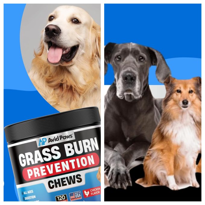 Avid Paws Review: Thoughtful Pet Essentials for Happier Everyday Companionship