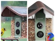 Kiwibit Review: Bring Your Backyard to Life with a Smart Bird Feeder