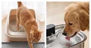 Vacqueen Review: Smart Pet Care Solutions Designed to Make Everyday Life Easier