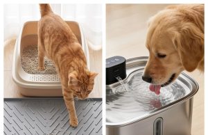 Vacqueen Review: Smart Pet Care Solutions Designed to Make Everyday Life Easier