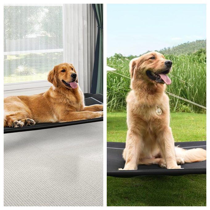 Czpalo: Is This Outdoor Elevated Dog Bed & Cooling Pet Cot Brand Worth Buying From?