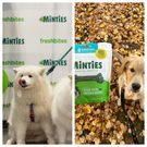 Minties: Is This Veterinarian-Recommended Pet Dental Treat & Chews Brand Worth Buying From?