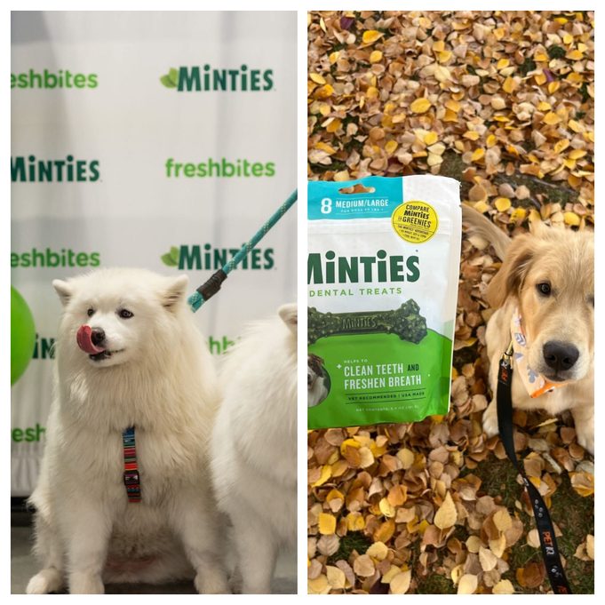 Minties: Is This Veterinarian-Recommended Pet Dental Treat & Chews Brand Worth Buying From?