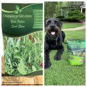 Outsidepride: Is This Lawn Seed, Clover, Wildflower & Ground Cover Seed Brand Worth Buying From?