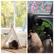 The Cat Ladies: Is This Organic Cat Grass & Feline Wellness Accessory Brand Worth Buying From?